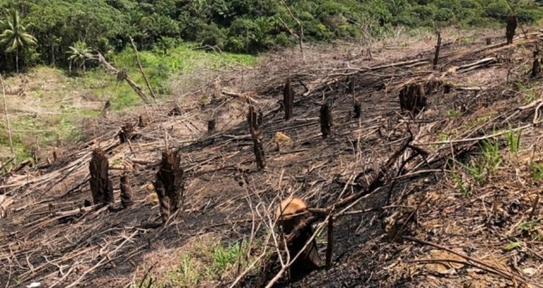 Fruto da palmeira juçara vira fonte de renda e preservação da Mata  Atlântica em SP, Globo Rural