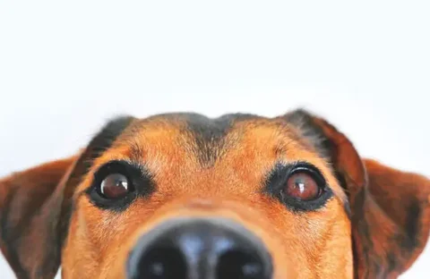 Adotado para ser cão de guarda, dogue alemão gigante falha na