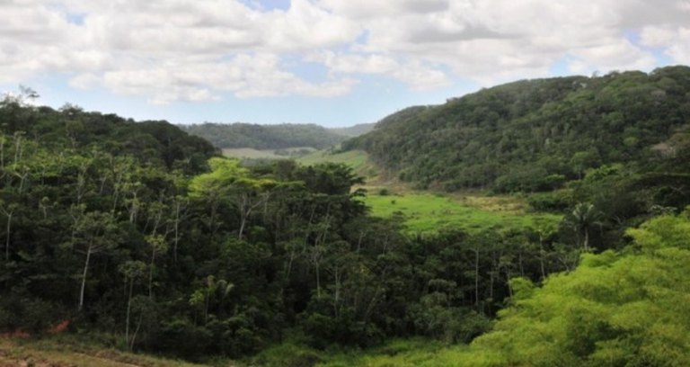 Fruto da palmeira juçara vira fonte de renda e preservação da Mata  Atlântica em SP, Globo Rural